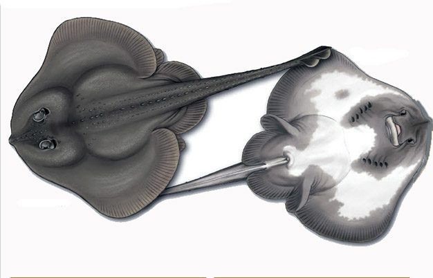 rajella fillae_01